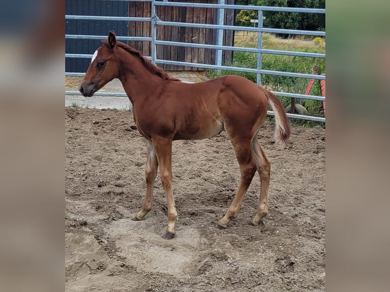 American Quarter Horse Stallion Foal (05/2025) 14,2 hh Chestnut in Bocholt