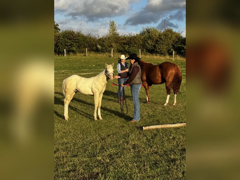 American Quarter Horse Stallion Foal (06/2026) 14.2 hh Dunalino in Brüel