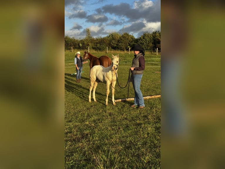 American Quarter Horse Stallion Foal (06/2026) 14.2 hh Dunalino in Brüel