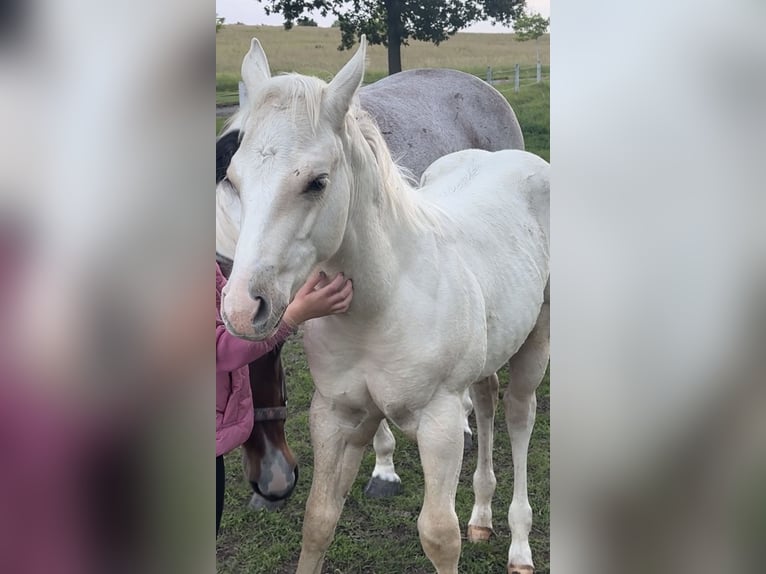 American Quarter Horse Stallion Foal (06/2026) 14.2 hh Dunalino in Brüel