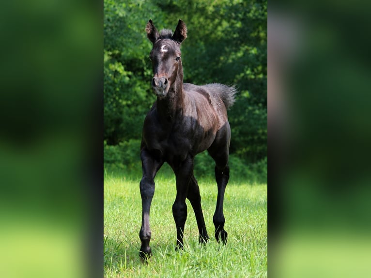 American Quarter Horse Stallion Foal (01/2026) 14.2 hh Grey in Frensdorf