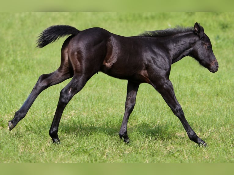 American Quarter Horse Stallion Foal (01/2026) 14.2 hh Grey in Frensdorf