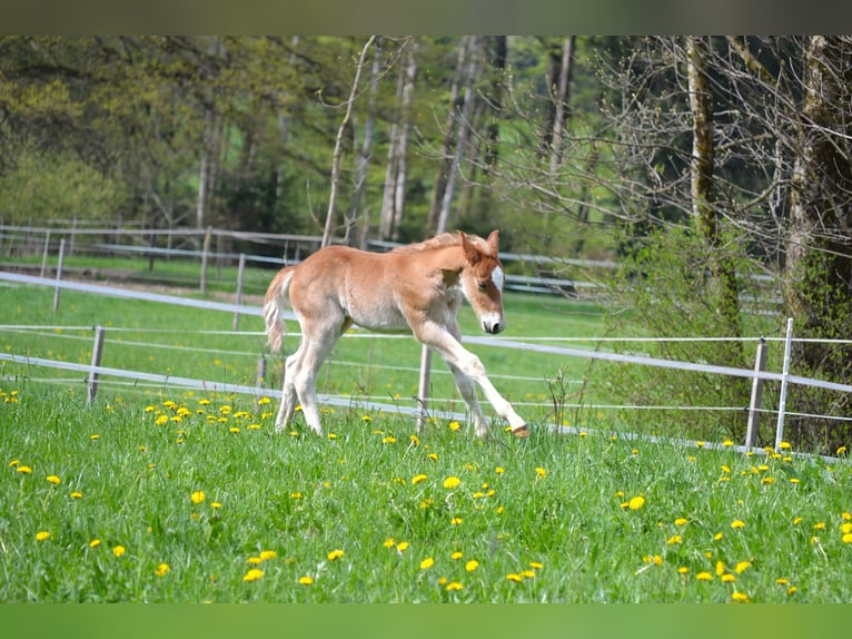 American Quarter Horse Mix Stallion Foal (04/2026) 14.2 hh  in Thalgau