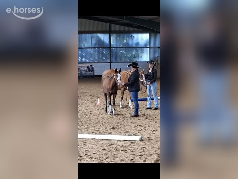 American Quarter Horse Stallion Foal (04/2026) 14.2 hh Overo-all-colors in Werneuchen