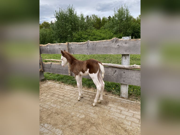 American Quarter Horse Stallion Foal (06/2026) 14.2 hh Overo-all-colors in Ensdorf