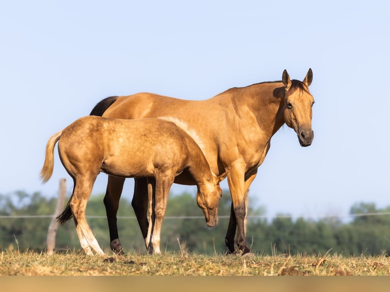 American Quarter Horse Stallion Foal (05/2026) 14.2 hh Palomino in Brandenburg an der Havel
