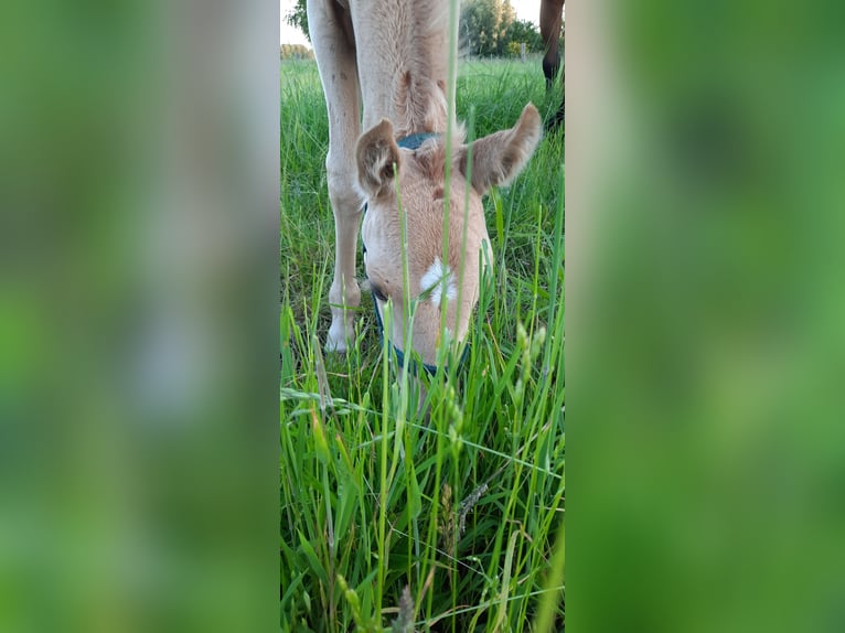 American Quarter Horse Stallion  14,2 hh Palomino in Kalken