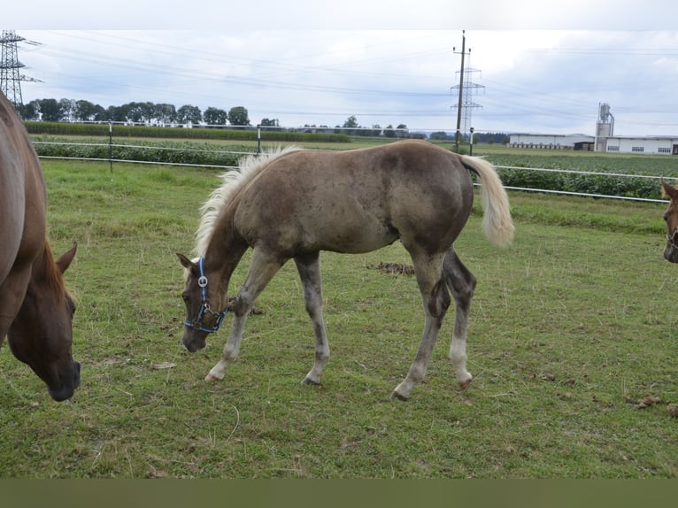 American Quarter Horse Stallion Foal (05/2024) 14,2 hh Palomino in Burgkirchen