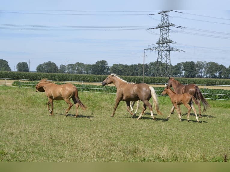 American Quarter Horse Stallion Foal (05/2024) 14,2 hh Palomino in Burgkirchen