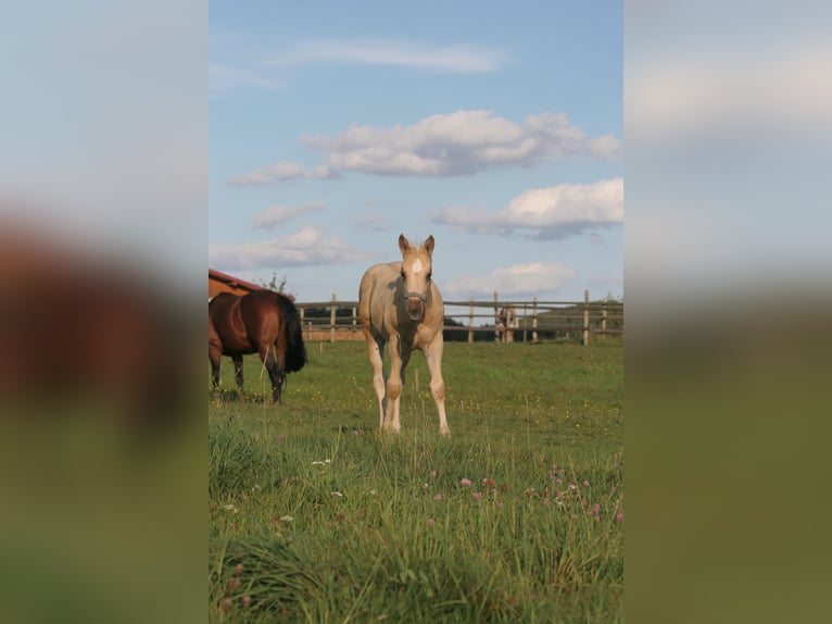 American Quarter Horse Stallion Foal (06/2024) 14,2 hh Palomino in Köglitz