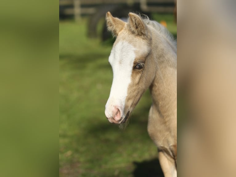 American Quarter Horse Stallion Foal (04/2024) 14,2 hh Palomino in Dessel