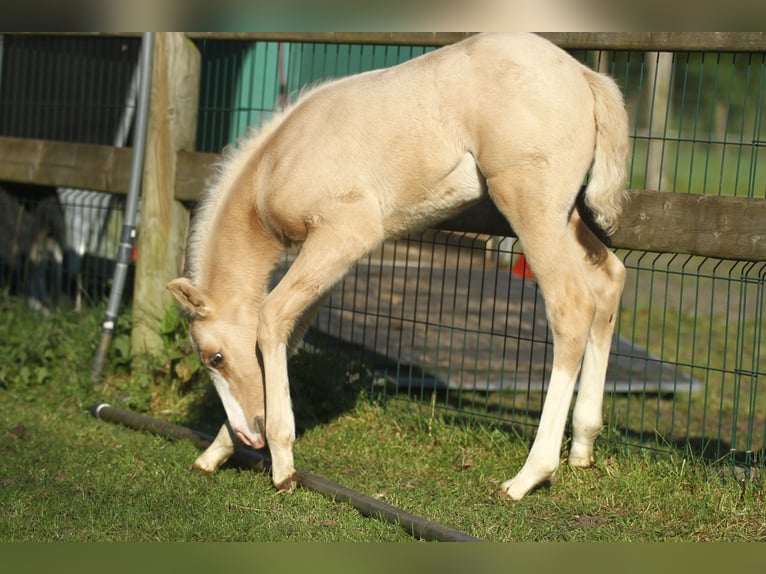 American Quarter Horse Stallion Foal (04/2024) 14,2 hh Palomino in Dessel