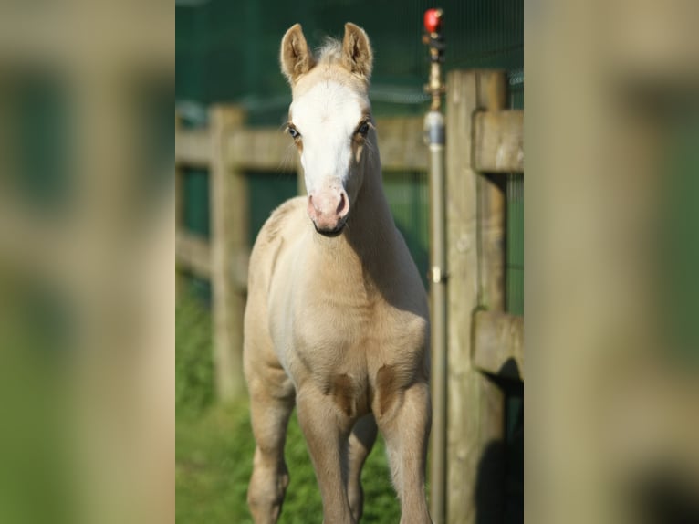 American Quarter Horse Stallion Foal (04/2024) 14,2 hh Palomino in Dessel