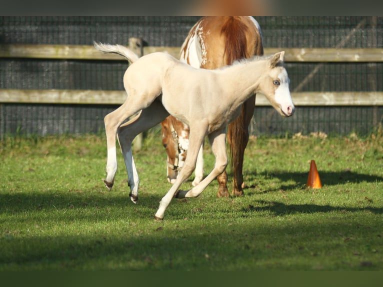 American Quarter Horse Stallion Foal (04/2024) 14,2 hh Palomino in Dessel