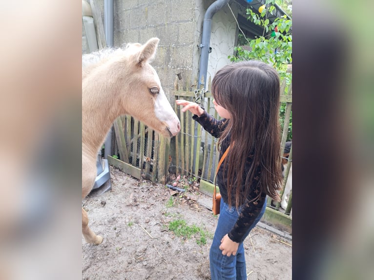 American Quarter Horse Stallion Foal (04/2024) 14,2 hh Palomino in Dessel