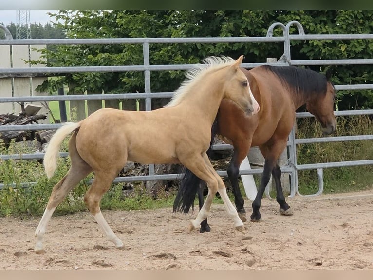 American Quarter Horse Stallion Foal (04/2025) 14,2 hh Palomino in Langenbach