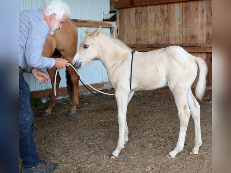 American Quarter Horse Stallion Foal (05/2024) 14,2 hh Palomino in Müglitztal