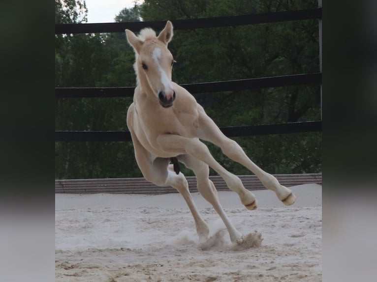 American Quarter Horse Stallion Foal (05/2024) 14,2 hh Palomino in Müglitztal