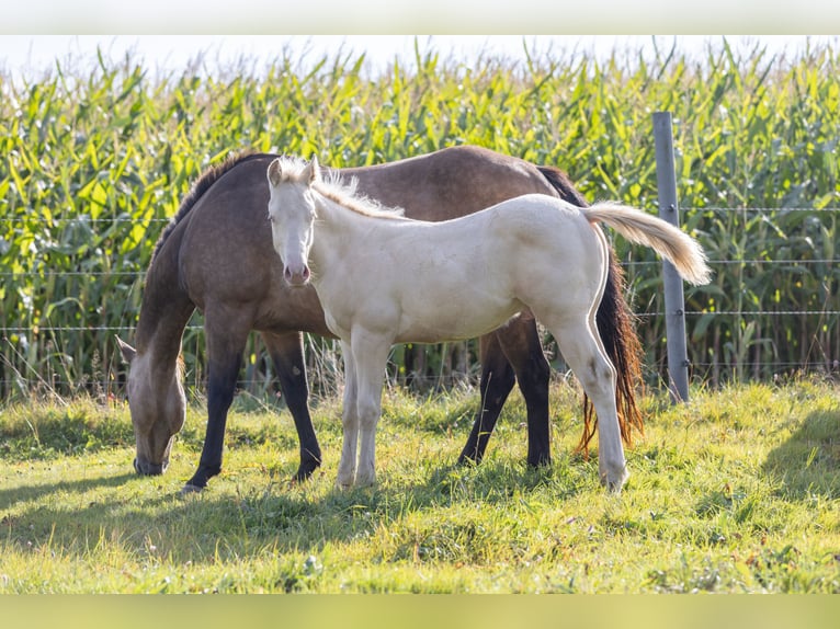 American Quarter Horse Stallion Foal (05/2024) 14,2 hh Perlino in Helmbrechts