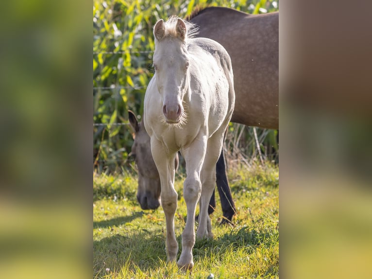 American Quarter Horse Stallion Foal (05/2024) 14,2 hh Perlino in Helmbrechts