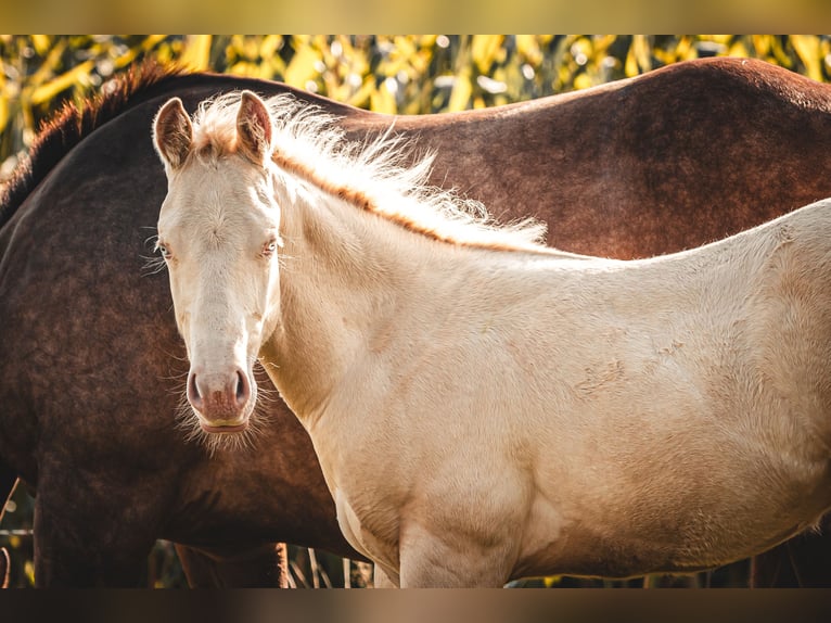 American Quarter Horse Stallion Foal (05/2024) 14,2 hh Perlino in Helmbrechts