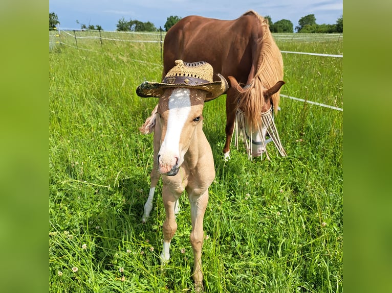 American Quarter Horse Stallion Foal (05/2026) 14.2 hh Red Dun in Homburg