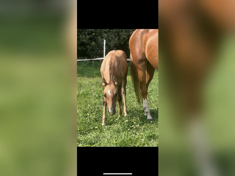 American Quarter Horse Stallion Foal (05/2024) 14,2 hh Red Dun in Alpen