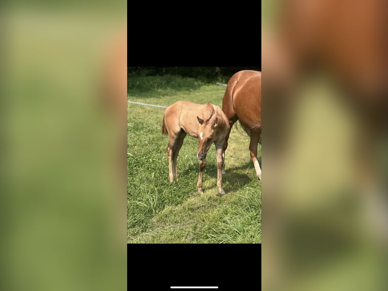 American Quarter Horse Stallion Foal (05/2024) 14,2 hh Red Dun in Alpen