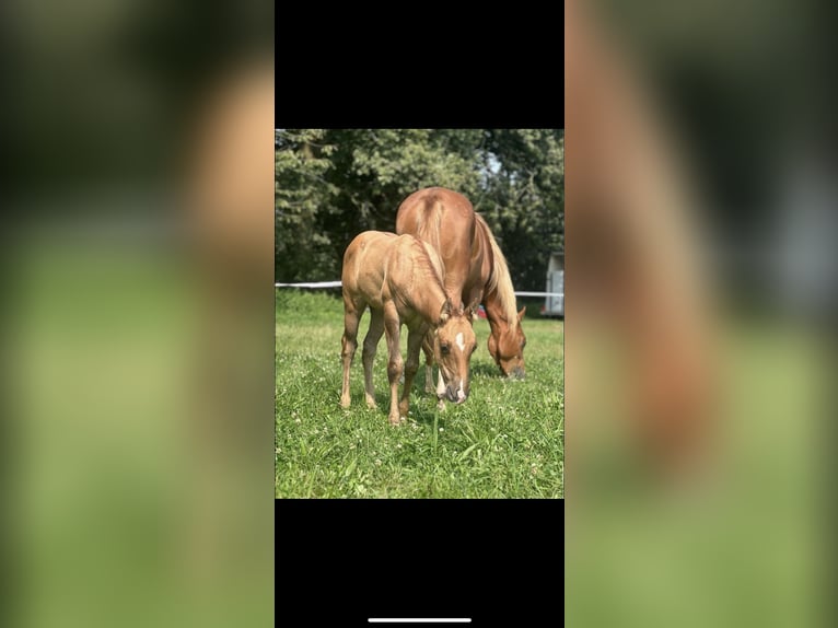 American Quarter Horse Stallion Foal (05/2024) 14,2 hh Red Dun in Alpen