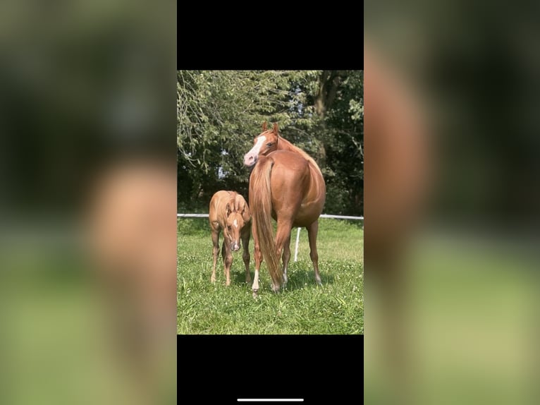 American Quarter Horse Stallion Foal (05/2024) 14,2 hh Red Dun in Alpen