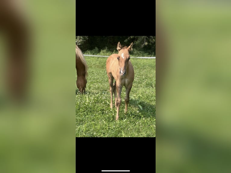 American Quarter Horse Stallion Foal (05/2024) 14,2 hh Red Dun in Alpen