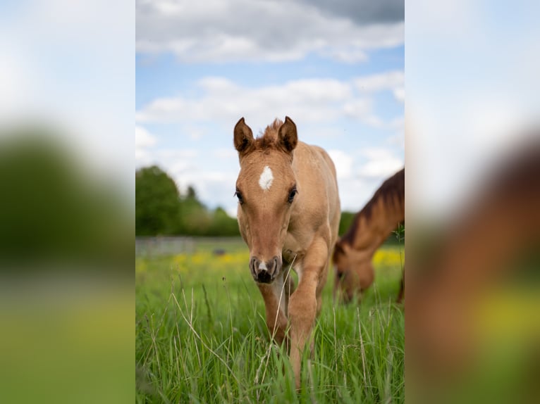 American Quarter Horse Stallion Foal (04/2024) 14,2 hh Red Dun in Villingen-Schwenningen