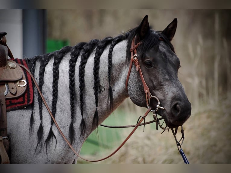 American Quarter Horse Stallion Foal (01/2026) 14.2 hh Roan-Bay in Quitzdorf am See