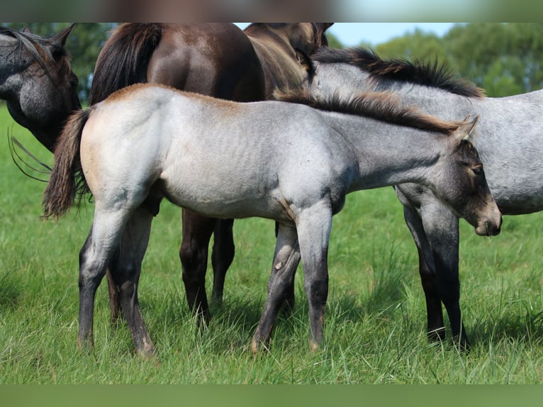 American Quarter Horse Stallion Foal (05/2023) 14,2 hh Roan-Blue in Rostock