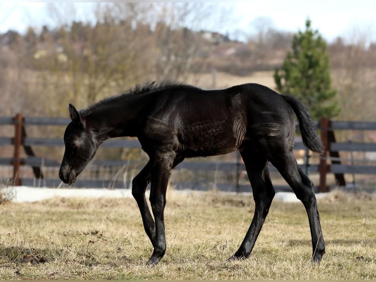 American Quarter Horse Stallion Foal (01/2024) 14,2 hh Roan-Blue in Berndorf