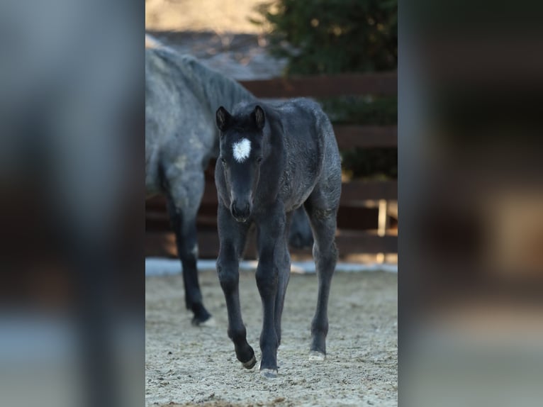 American Quarter Horse Stallion  14,2 hh Roan-Blue in Hernstein