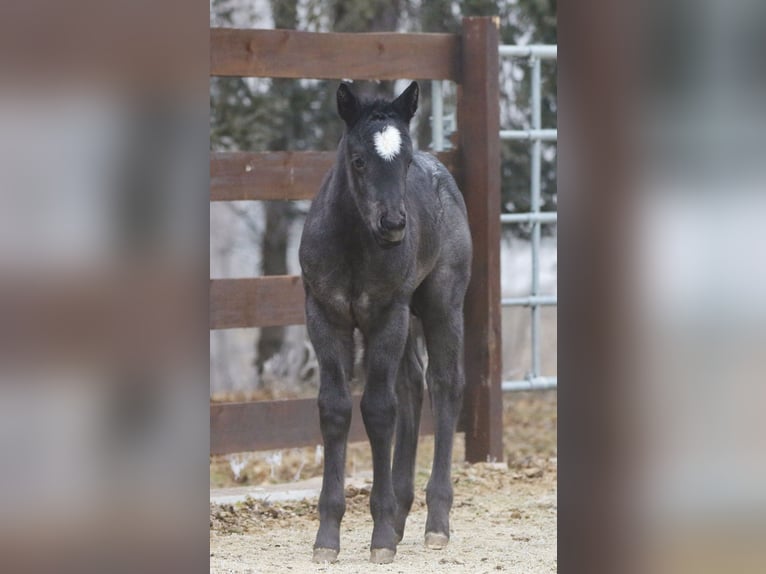 American Quarter Horse Stallion  14,2 hh Roan-Blue in Hernstein