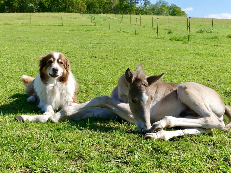 American Quarter Horse Stallion Foal (04/2024) 14,2 hh in Geiselwind