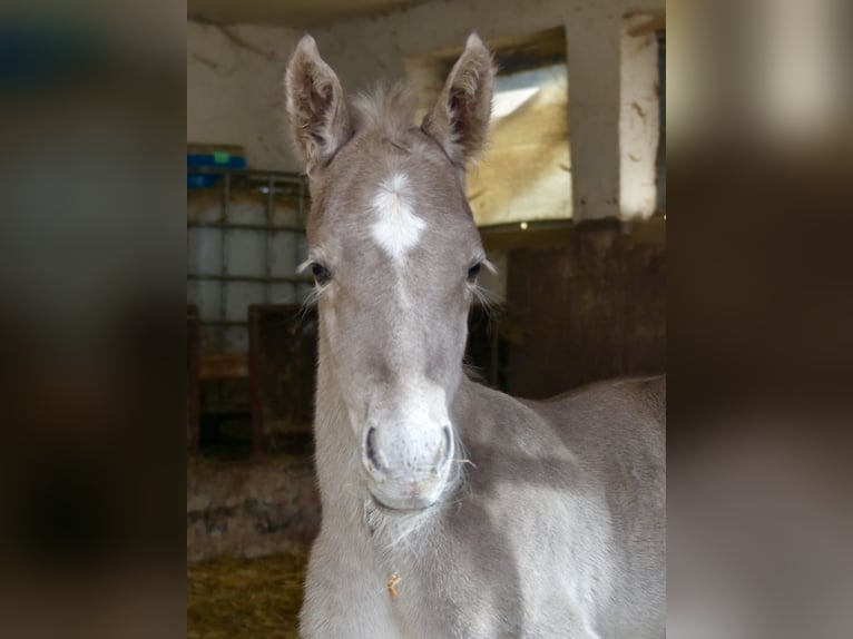 American Quarter Horse Stallion Foal (04/2024) 14,2 hh in Geiselwind