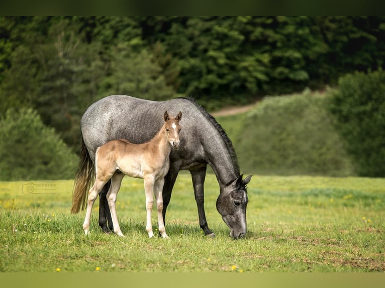 American Quarter Horse Stallion Foal (04/2024) 14,2 hh in Geiselwind