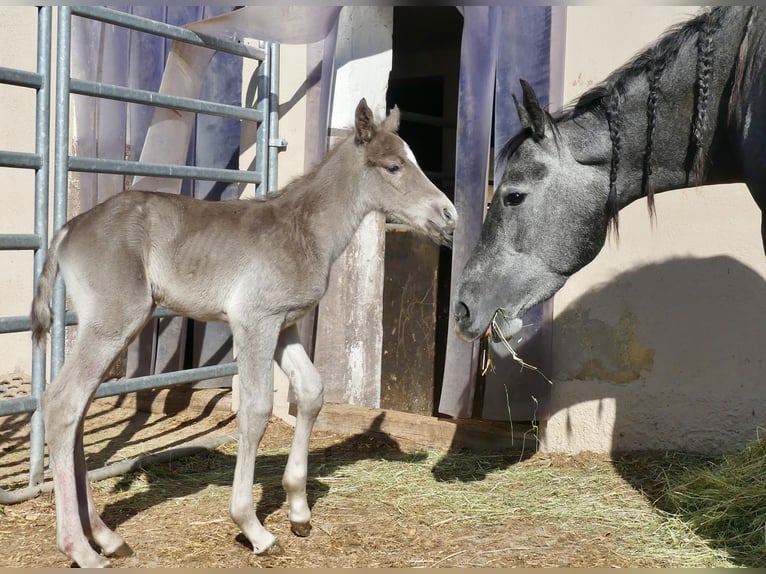 American Quarter Horse Stallion Foal (04/2024) 14,2 hh in Geiselwind