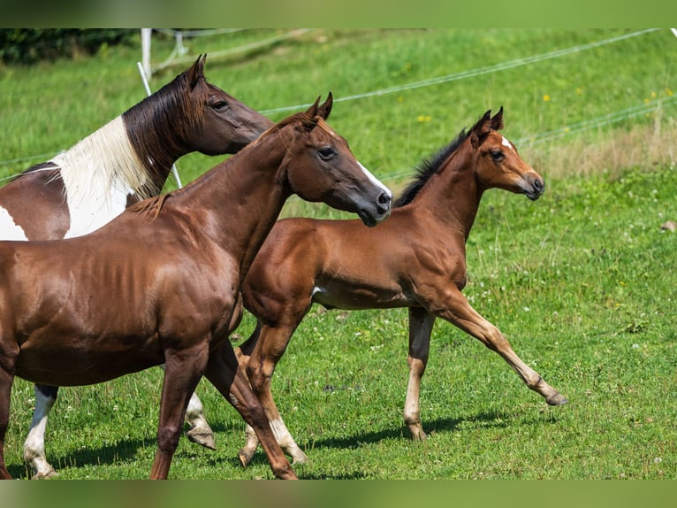 American Quarter Horse Stallion Foal (05/2025) 14,3 hh Brown in Dietenheim