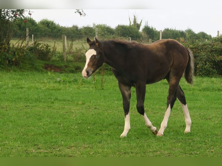 American Quarter Horse Stallion Foal (05/2024) 14,3 hh Brown in Brecon