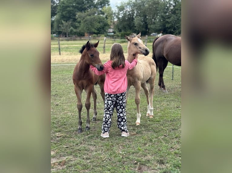 American Quarter Horse Stallion Foal (05/2024) 14,3 hh Brown in Königswartha