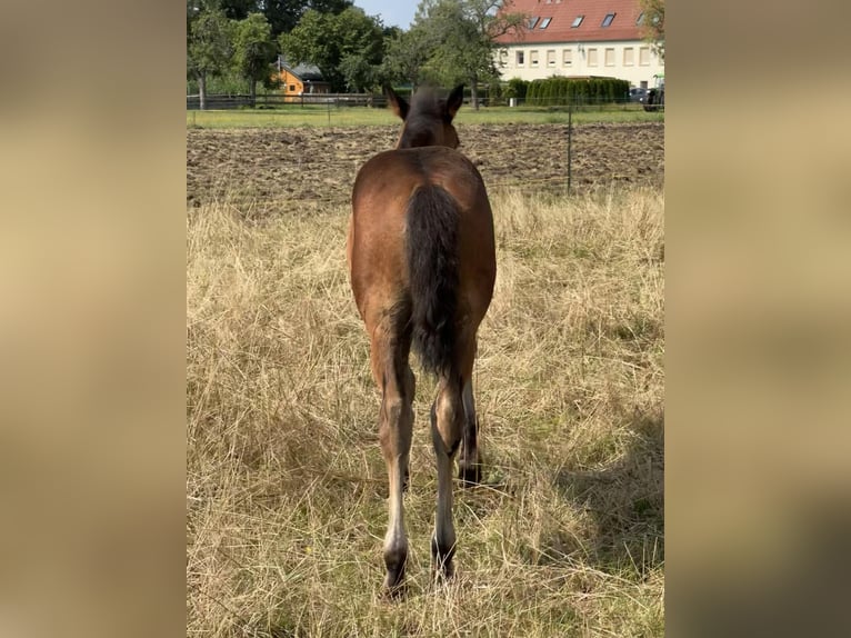 American Quarter Horse Stallion Foal (05/2024) 14,3 hh Brown in Königswartha