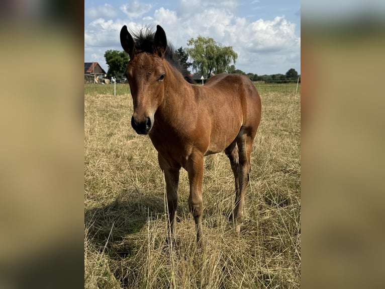 American Quarter Horse Stallion Foal (05/2024) 14,3 hh Brown in Königswartha