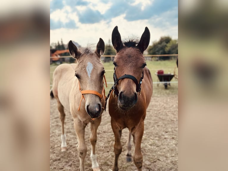 American Quarter Horse Stallion Foal (05/2024) 14,3 hh Brown in Königswartha