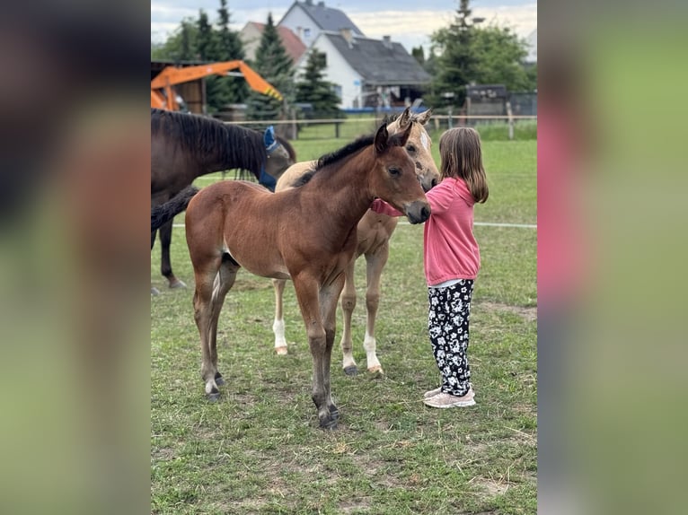 American Quarter Horse Stallion Foal (05/2024) 14,3 hh Brown in Königswartha