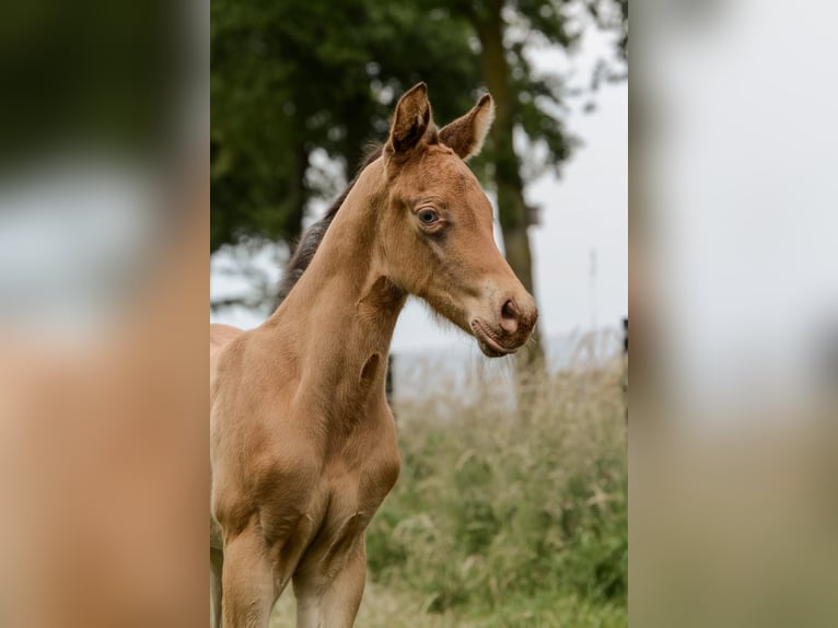 American Quarter Horse Stallion Foal (05/2024) 14,3 hh Champagne in Nordhorn