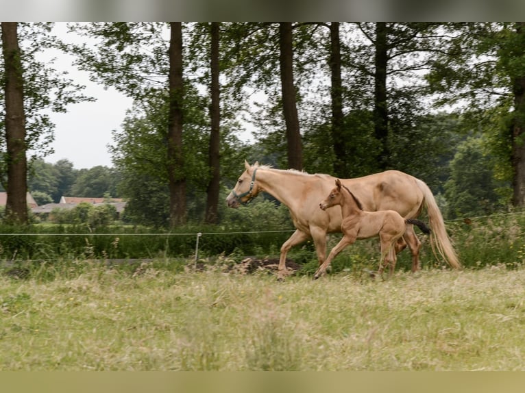 American Quarter Horse Stallion Foal (05/2024) 14,3 hh Champagne in Nordhorn